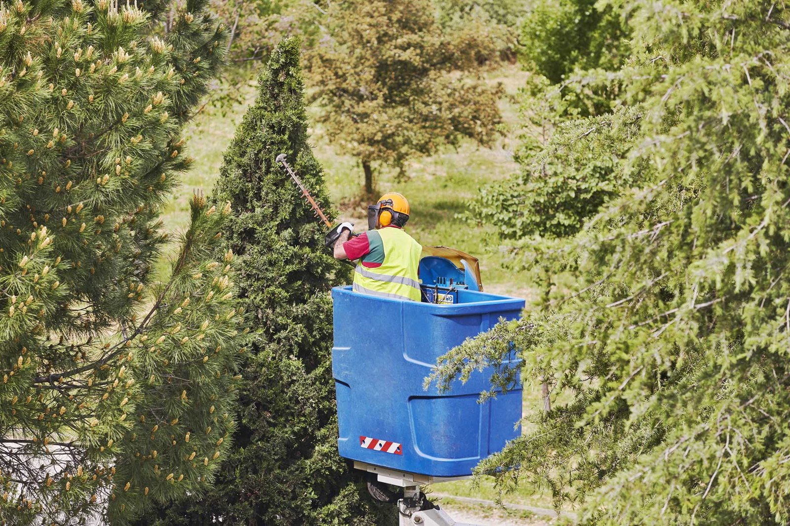 Tree Trimming or Pruning