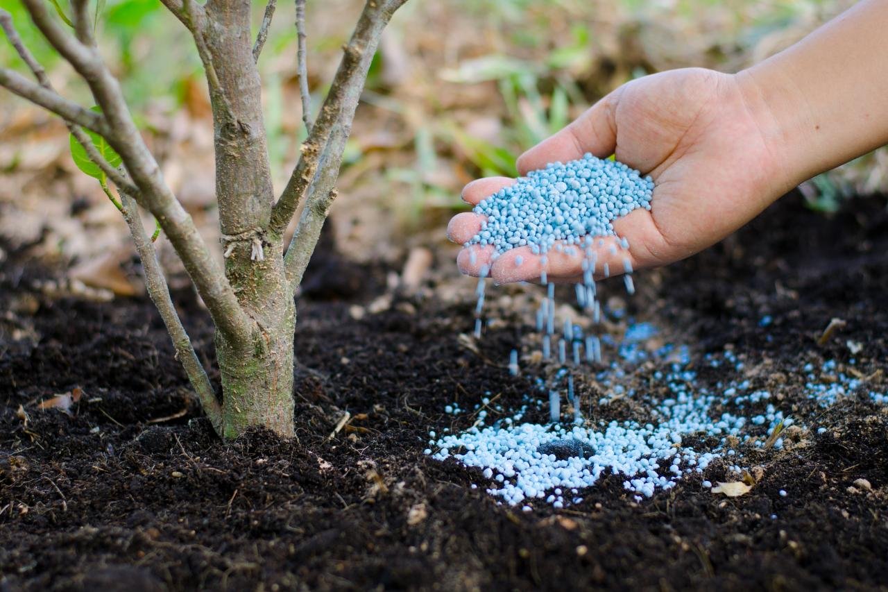 Fertilization