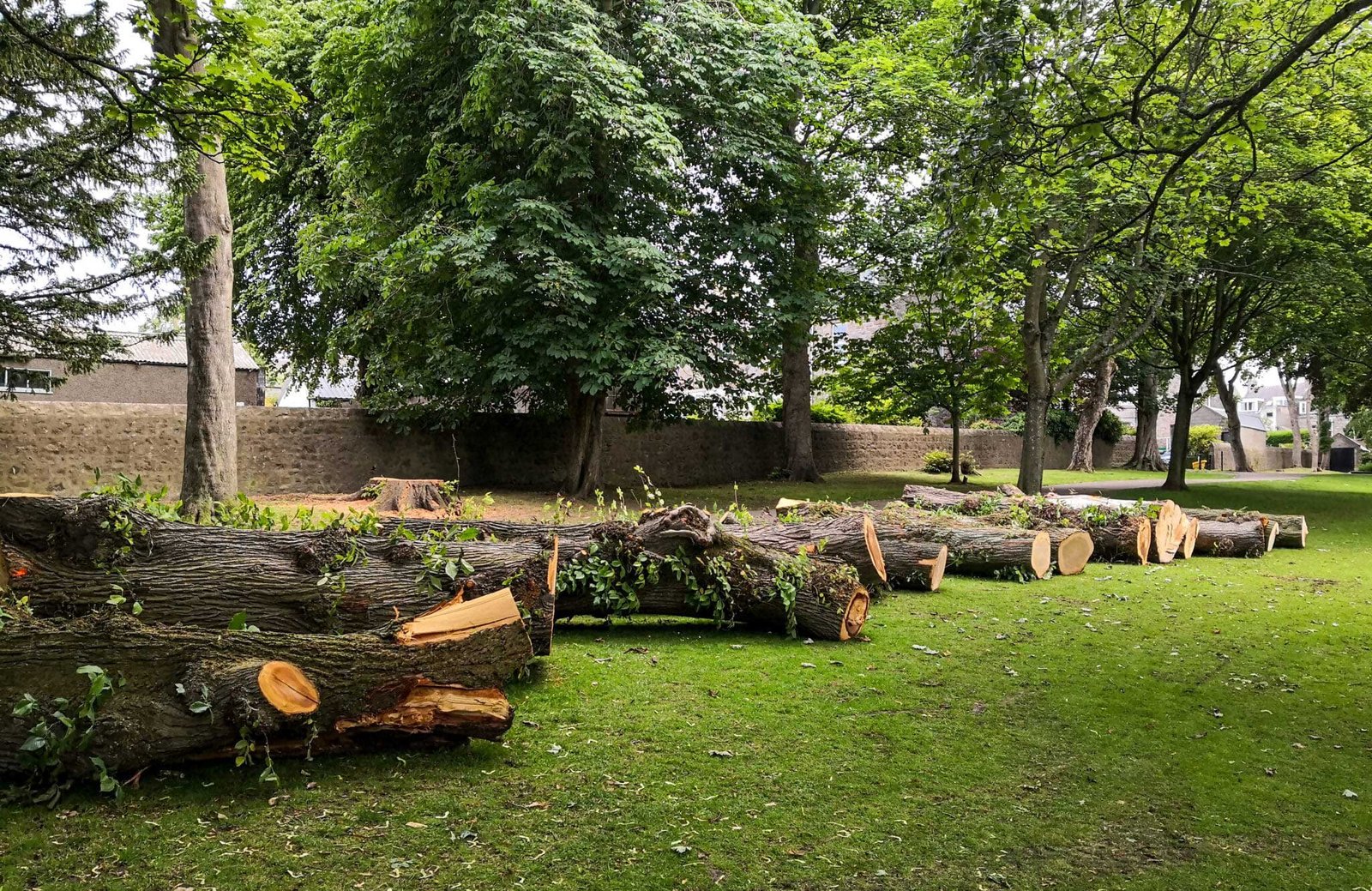 Tree Removal